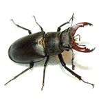 Answer STAG BEETLE