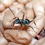 Lösung WORKER ANT