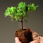 Respuesta GROW A TREE