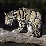 Answer CLOUDED LEOPARD