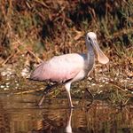 Answer SPOONBILL