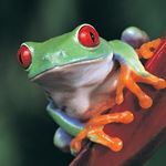 Answer TREE FROG