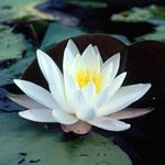 Answer WATER LILY