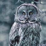 Réponse OWL