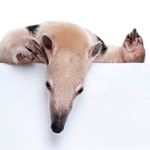 Answer ANTEATER
