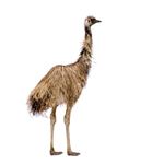 Lösung EMU