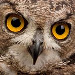 Réponse OWL