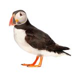 Answer PUFFIN