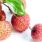 Answer LYCHEES
