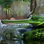 Answer GHARIAL