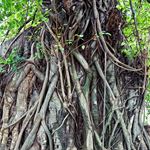 Answer AERIAL ROOTS