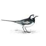 Answer PIED WAGTAIL