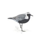 Answer GREY PLOVER