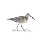 Answer WHIMBREL