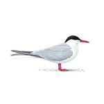Answer COMMON TERN