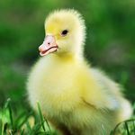 Answer DUCKLING