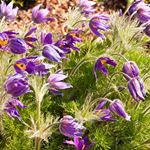 Answer PASQUE FLOWER