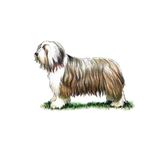 Answer BEARDED COLLIE