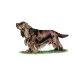 Answer SUSSEX SPANIEL