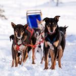 Answer SLED DOGS