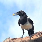 Answer MAGPIE
