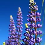 Answer LUPINES