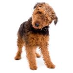 Lösung AIREDALE