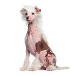 Réponse CHINESE CRESTED