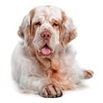 Answer CLUMBER SPANIEL