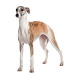 Answer WHIPPET