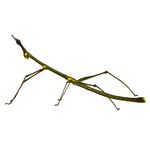 Answer STICK INSECT