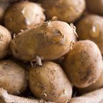 Answer JERSEY ROYALS