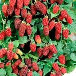 Answer LOGANBERRIES