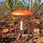 Answer FLY AGARIC