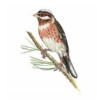 Answer PINE BUNTING