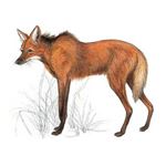 Answer MANED WOLF