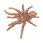 Answer BABOON SPIDER