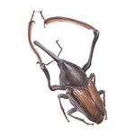 Answer GIANT WEEVIL