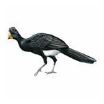 Answer GREAT CURASSOW