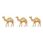 Answer CAMELS