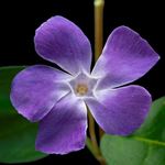 Answer PERIWINKLE