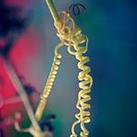 Answer TENDRIL