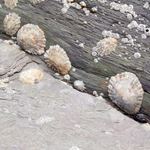 Answer LIMPETS