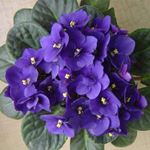 Answer AFRICAN VIOLET
