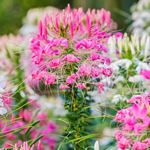 Answer CLEOME