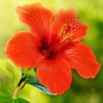 Answer HIBISCUS
