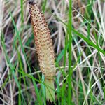 Answer HORSETAIL