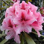 Answer RHODODENDRON