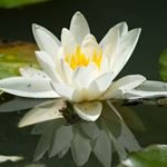 Answer WATER LILY