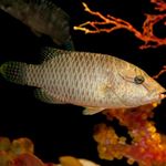 Answer WRASSE